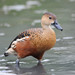 Wandering Whistling-Duck - Photo (c) WK Cheng, all rights reserved