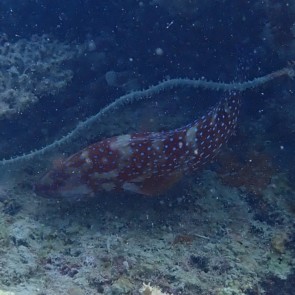Coral grouper