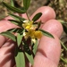Hosackia oblongifolia cuprea - Photo (c) rachaelmposton, todos os direitos reservados, uploaded by rachaelmposton