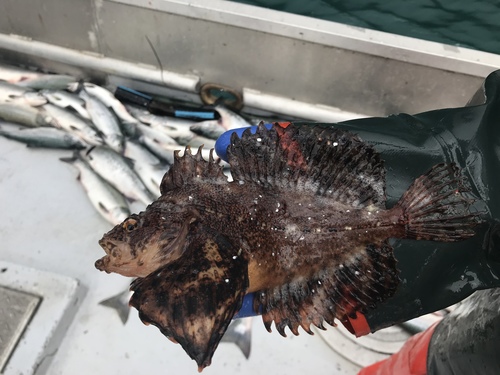Crested Sculpin