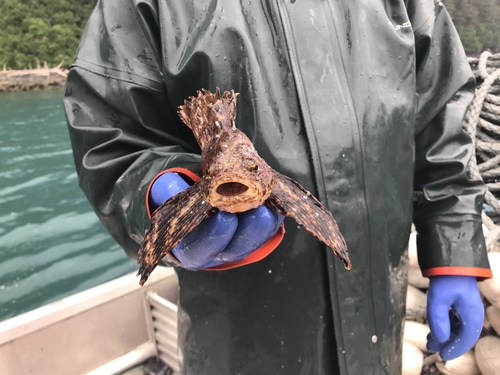 Crested Sculpin