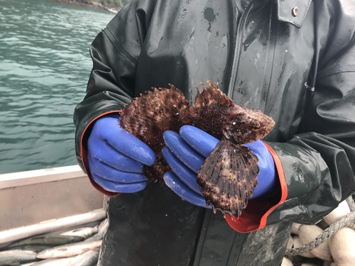Crested Sculpin