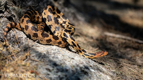 Eastern Foxsnake