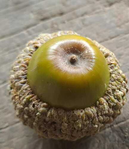 Quercus vicentensis