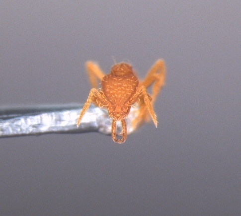 Strumigenys perparvaStrumigenys perparva