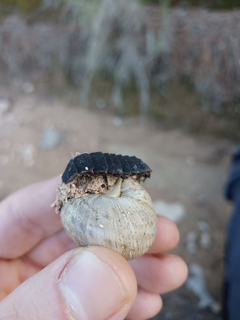 Mediterranean Pale Glowworm from 30848 Alhama de Murcia, Murcia