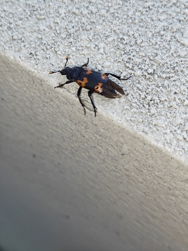 Nicrophorus nepalensis