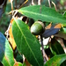 Quercus affinis - Photo (c) Lex García, all rights reserved, uploaded by Lex García