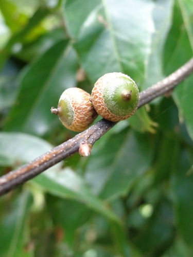 Sartor's Oak