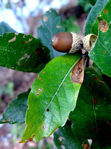 Quercus monterreyensis