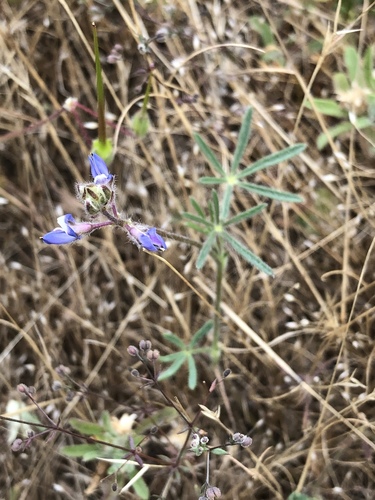 iNaturalist observation photo of Miniature Lupine
