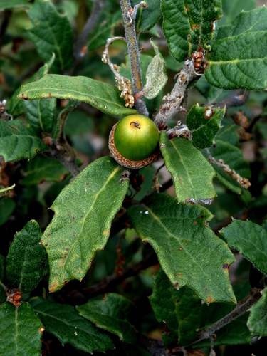 Quercus hypoxantha