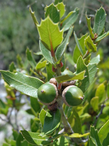 Quercus galeanensis