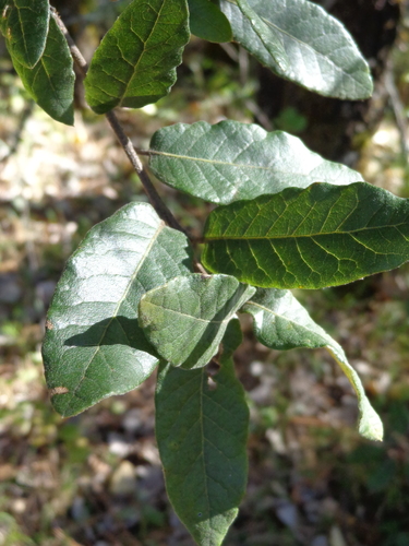 Quercus eduardi