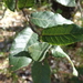 Quercus eduardii - Photo (c) Lex García, all rights reserved, uploaded by Lex García