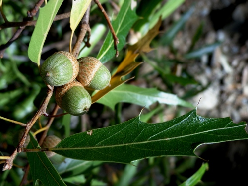 Chisos Oak