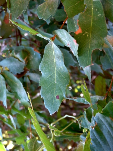 Quercus lancifolia