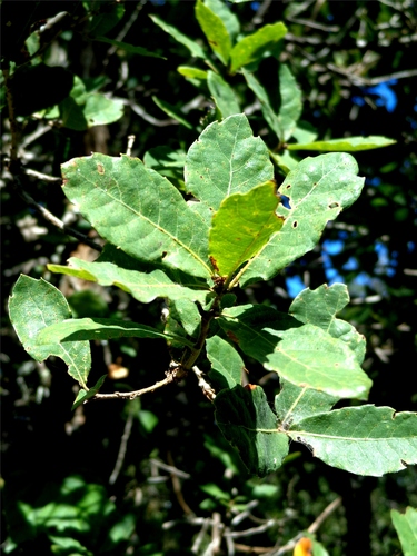 Quercus toxicodendrifolia