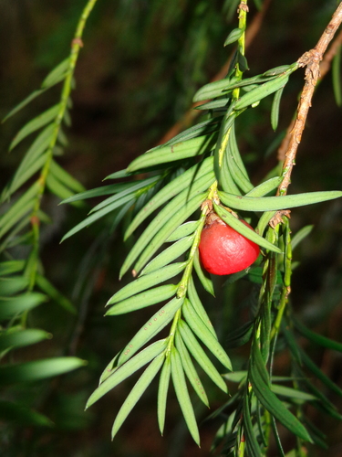 Mexican yew