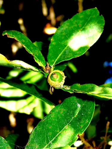 Quercus toxicodendrifolia