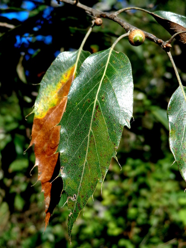 Sartor's Oak