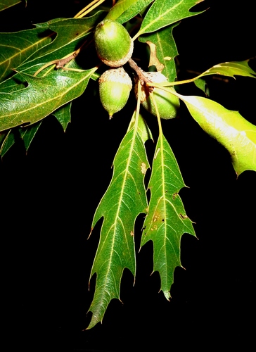 Chisos Oak
