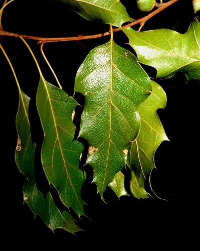 Quercus runcinatifolia