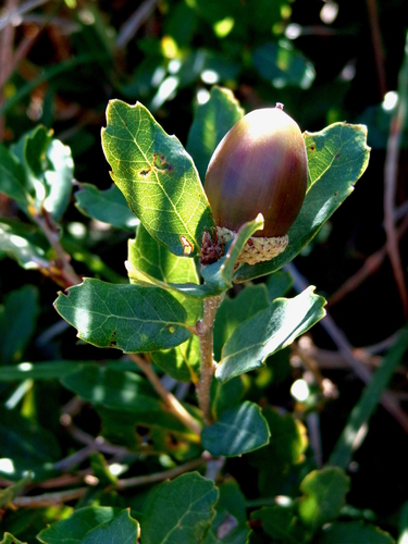 Quercus sebifera