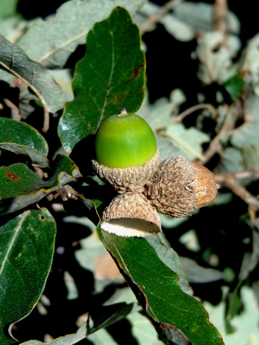 Quercus clivicola