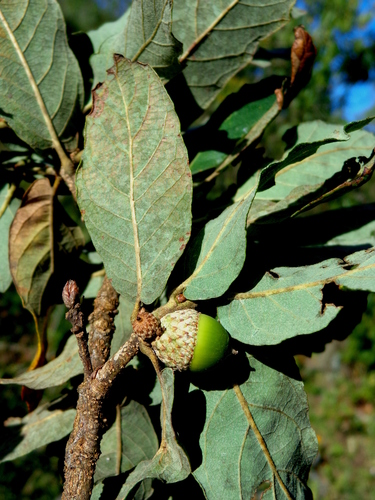 Quercus clivicola