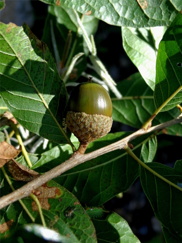 Quercus monterreyensis
