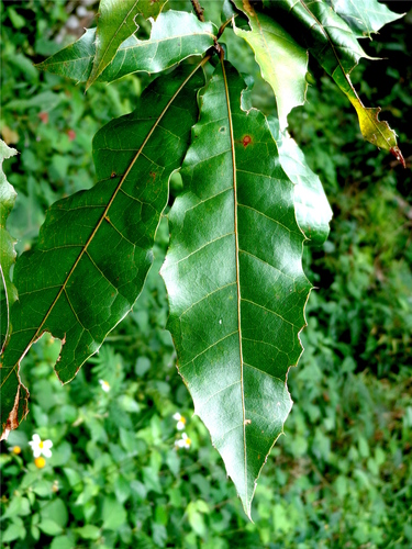 xalapa oak
