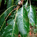 Quercus paxtalensis - Photo (c) Lex García, todos os direitos reservados, uploaded by Lex García