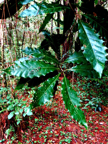 Quercus meavei