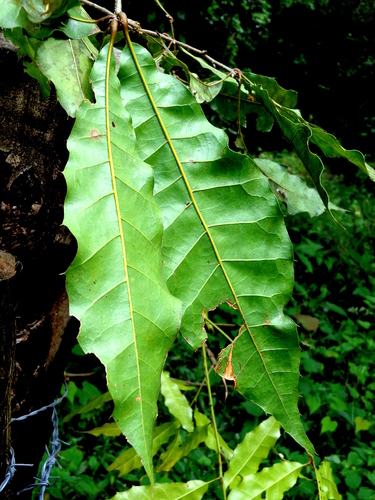xalapa oak