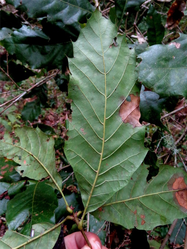 Quercus skinneri
