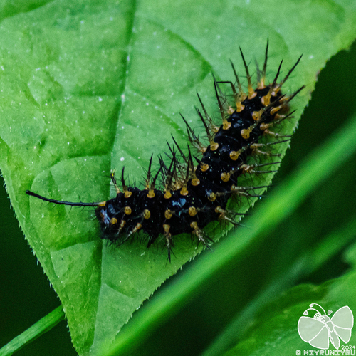 Sagana Fritillary