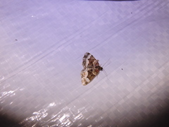 Euphyia unangulata image