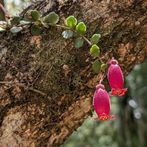 Kalanchoe uniflora