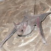 Egyptian Mouse-tailed Bat - Photo (c) Inique Varro, all rights reserved, uploaded by Inique Varro