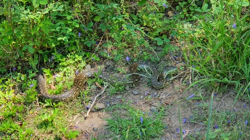 Coastal Carpet Python sighting