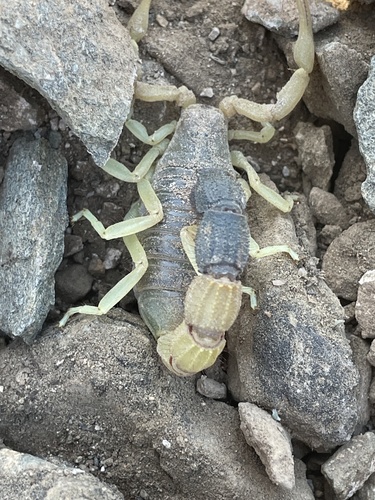 Ethiopian Thicktail Scorpion
