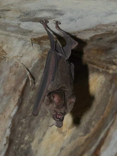 Schneider's roundleaf bat