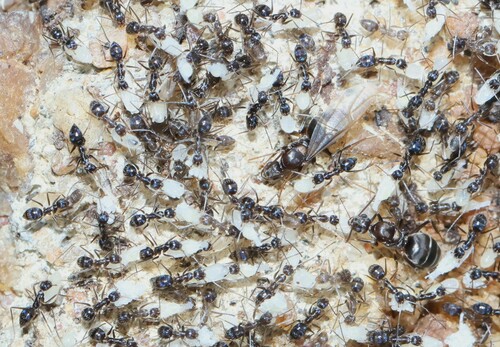 Longhorn Crazy Ant
