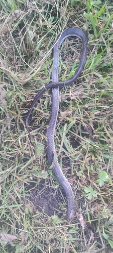 Aesculapian Snake