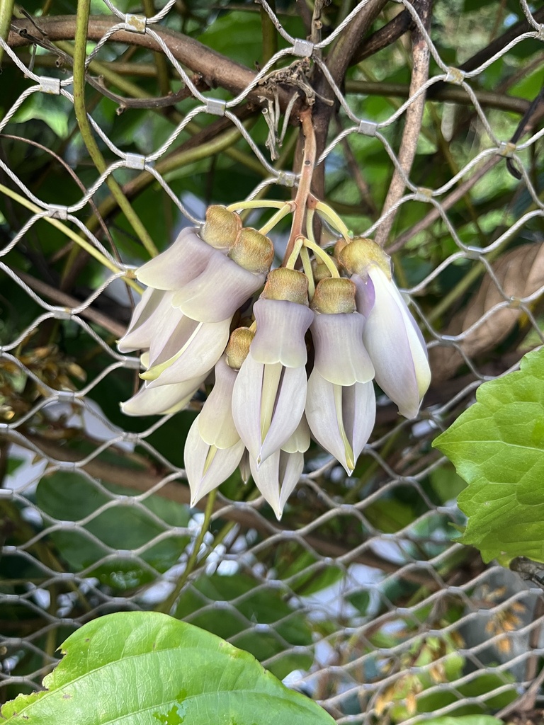 Mucuna biplicata (Mucuna biplicata)