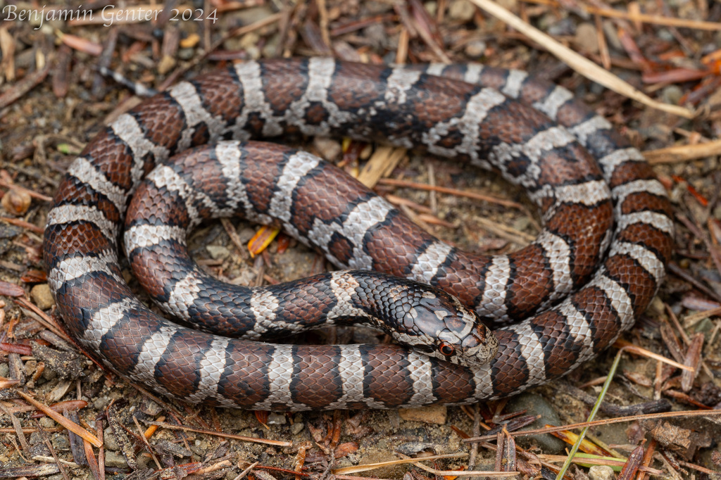 Eastern Milksnake