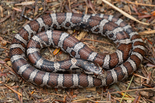 Eastern Milksnake