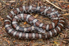 Eastern Milksnake - Photo (c) Benjamin Genter, all rights reserved, uploaded by Benjamin Genter