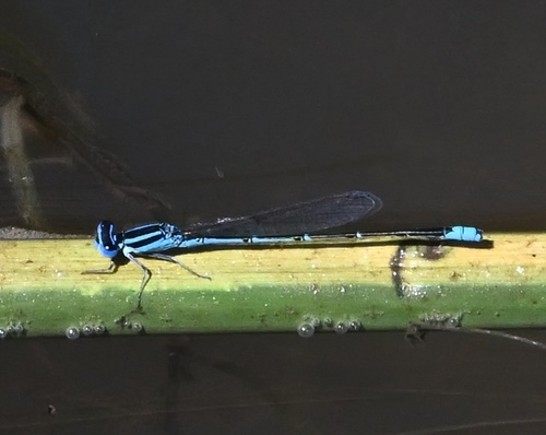 Sailing Bluet